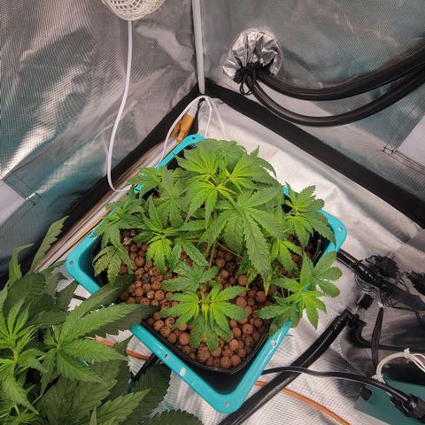 Squirt #8  growlog timeline photo