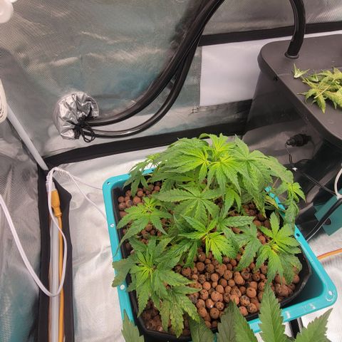 Squirt #8  growlog timeline photo