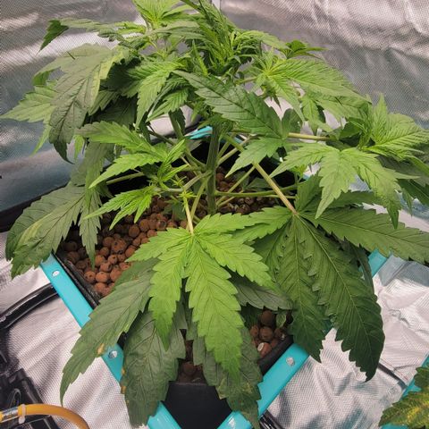 Squirt #11 growlog timeline photo