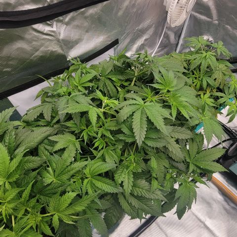 Squirt #2 growlog timeline photo