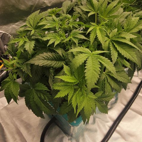 Squirt #7 growlog timeline photo