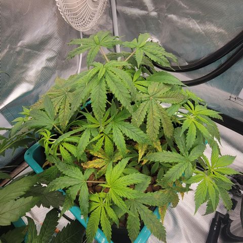 Squirt #8  growlog timeline photo
