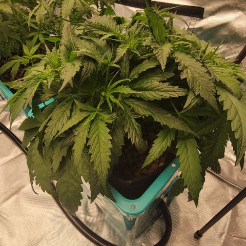 Squirt #9 growlog timeline photo