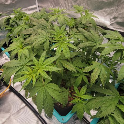Squirt #10 growlog timeline photo