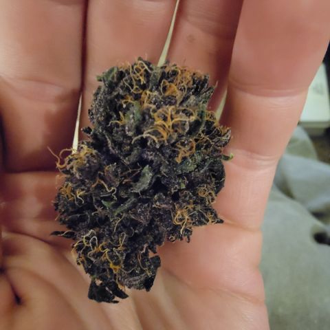 Purpl-Aide (A) growlog timeline photo