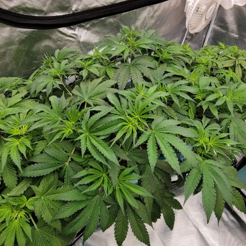 Squirt #2 growlog timeline photo