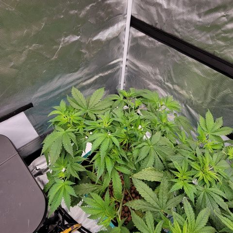 Squirt #11 growlog timeline photo