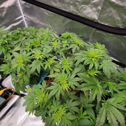 Squirt #10 growlog timeline photo