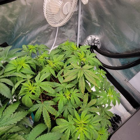 Squirt #8  growlog timeline photo