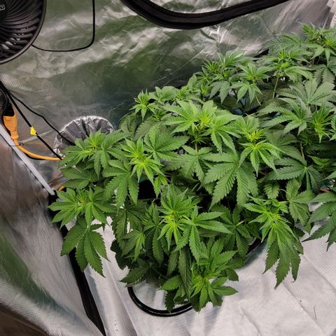Squirt #7 growlog timeline photo