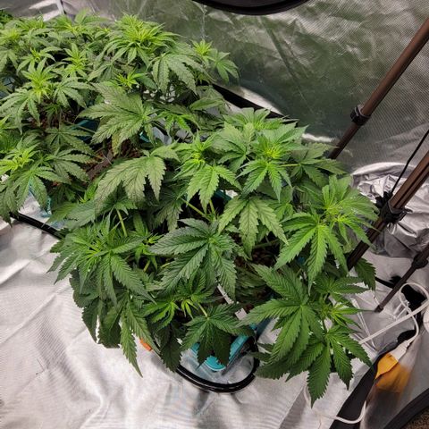Squirt #9 growlog timeline photo