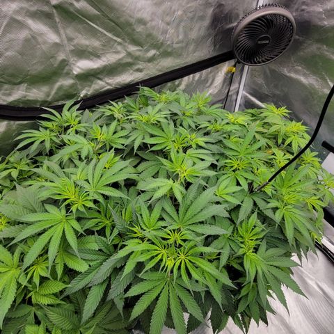 Squirt #2 growlog timeline photo