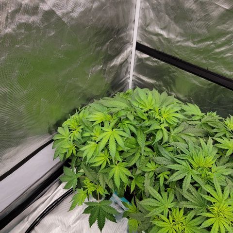 Squirt #11 growlog timeline photo