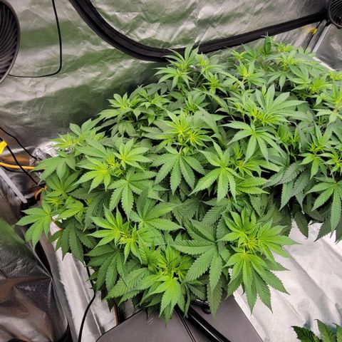 Squirt #7 growlog timeline photo
