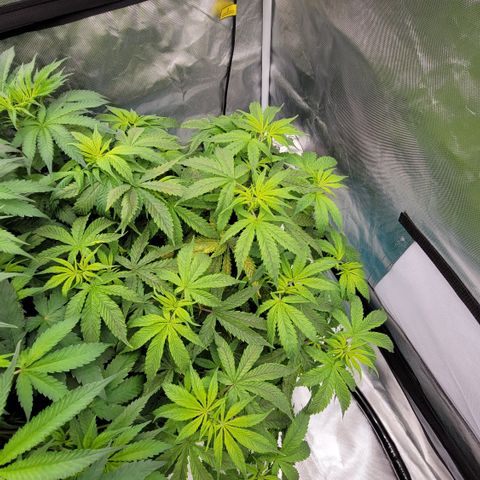 Squirt #8  growlog timeline photo