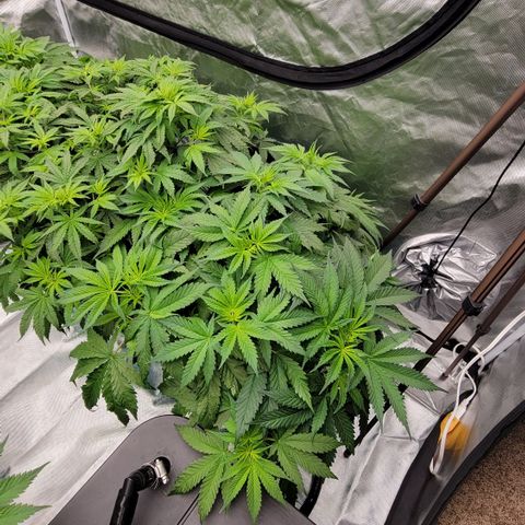 Squirt #9 growlog timeline photo