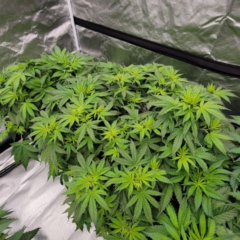 Squirt #10 growlog timeline photo