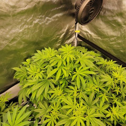 Squirt #11 growlog timeline photo