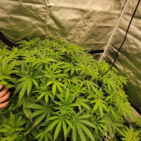 Squirt #2 growlog timeline photo