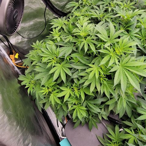 Squirt #7 growlog timeline photo