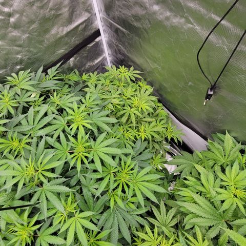 Squirt #8  growlog timeline photo