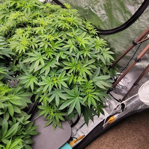 Squirt #9 growlog timeline photo