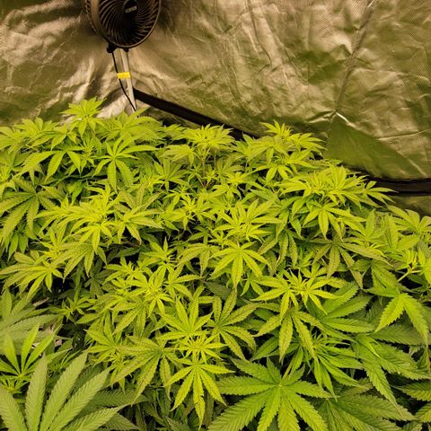 Squirt #10 growlog timeline photo