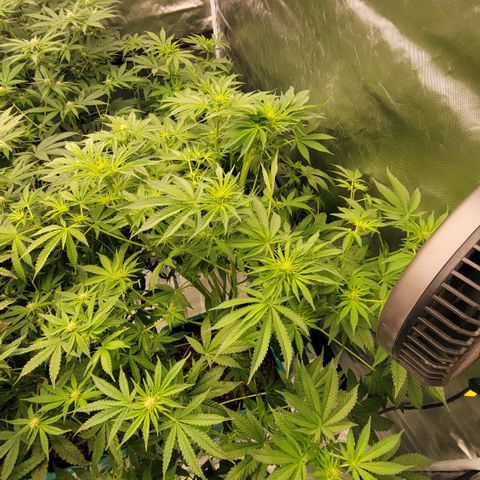 Squirt #11 growlog timeline photo