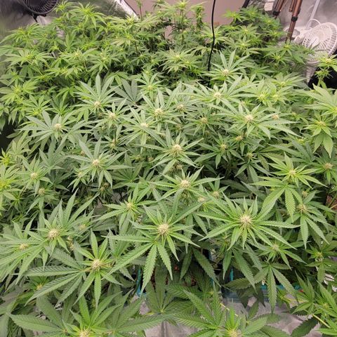 Squirt #2 growlog timeline photo