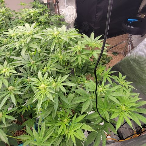 Squirt #7 growlog timeline photo