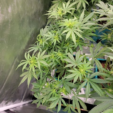Squirt #8  growlog timeline photo