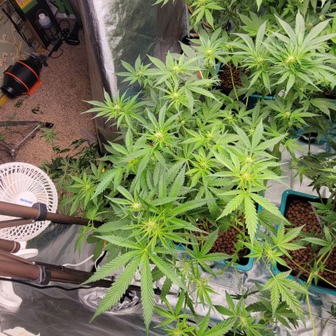 Squirt #9 growlog timeline photo