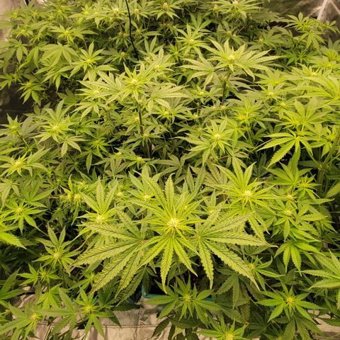 Squirt #10 growlog timeline photo