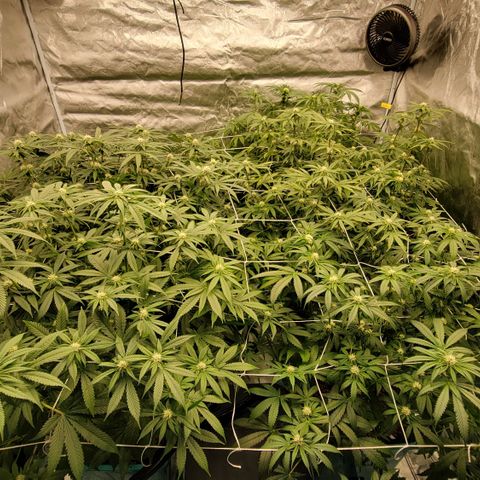 Squirt #8  growlog photo: Scrog installed for support and minor adjustments to cola placement. 