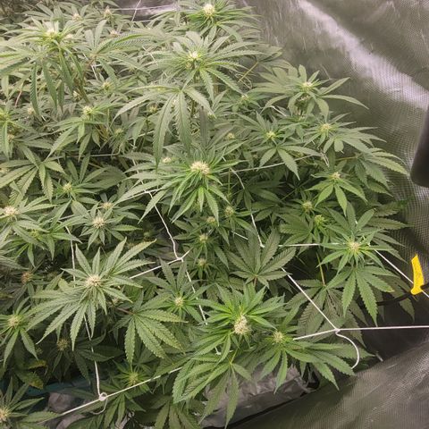 Squirt #11 growlog timeline photo