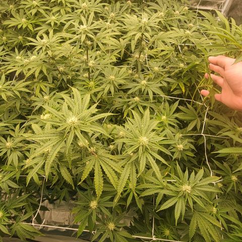 Squirt #10 growlog timeline photo