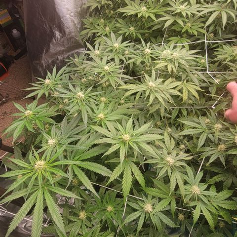 Squirt #9 growlog timeline photo