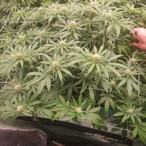 Squirt #2 growlog timeline photo