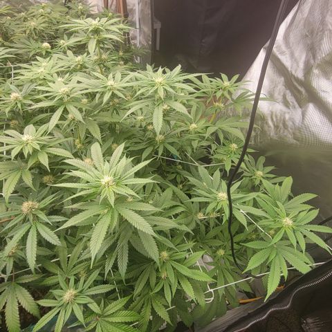 Squirt #7 growlog timeline photo