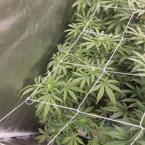 Squirt #8  growlog timeline photo