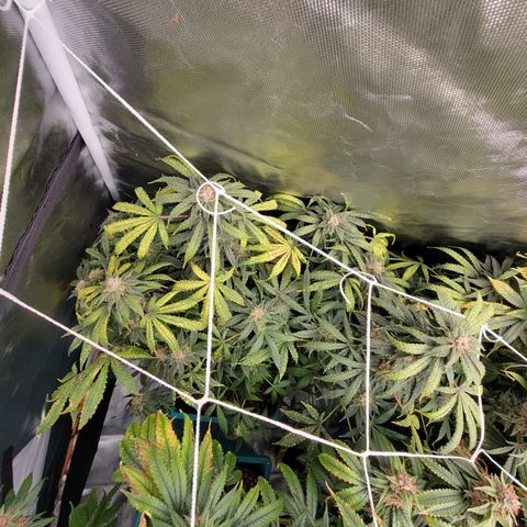 Squirt #7 growlog timeline photo