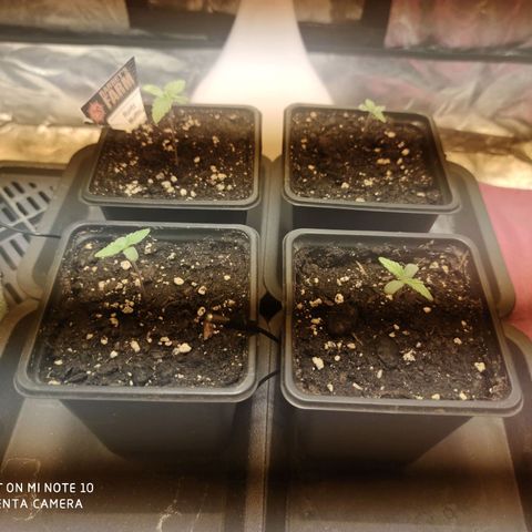 Blueberry cheese #2 growlog timeline photo