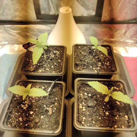 Blueberry cheese #2 growlog photo: CRO + 6