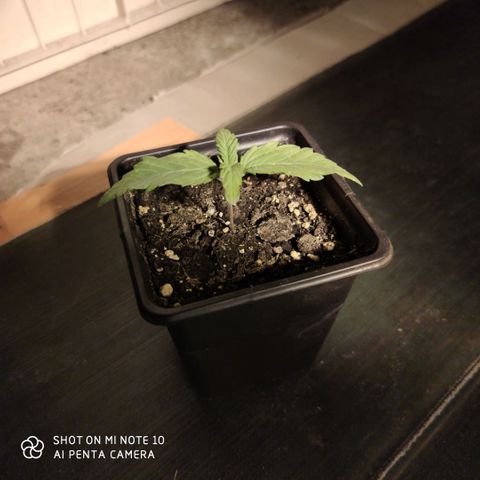 Blueberry cheese #2 growlog timeline photo
