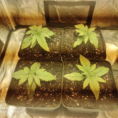 Blueberry cheese #2 growlog timeline photo