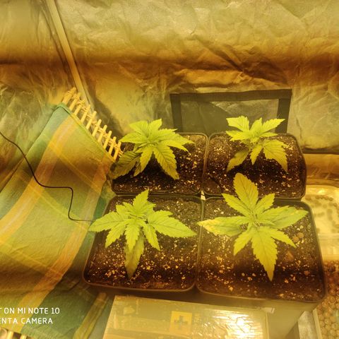 Blueberry cheese #2 growlog timeline photo