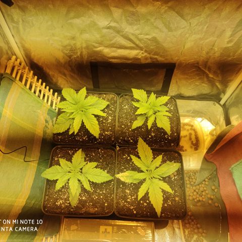 Blueberry cheese #2 growlog timeline photo