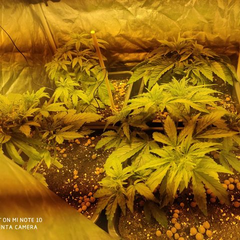 Blueberry cheese #2 growlog timeline photo