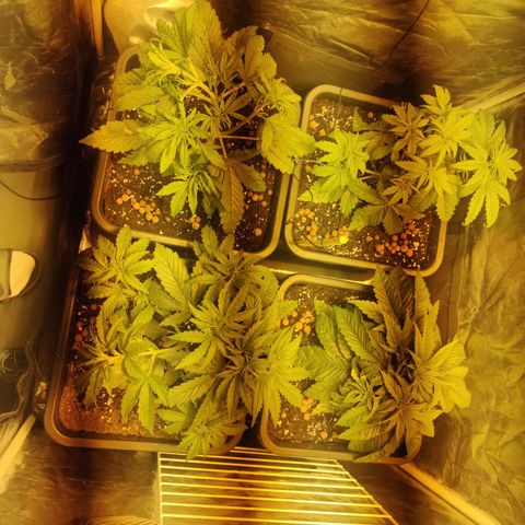 Blueberry cheese #2 growlog timeline photo