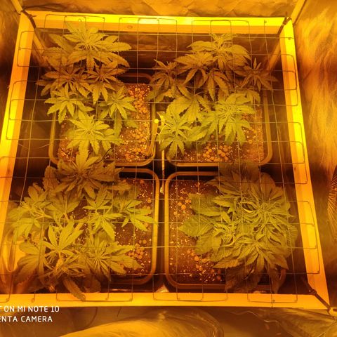 Blueberry cheese #2 growlog timeline photo